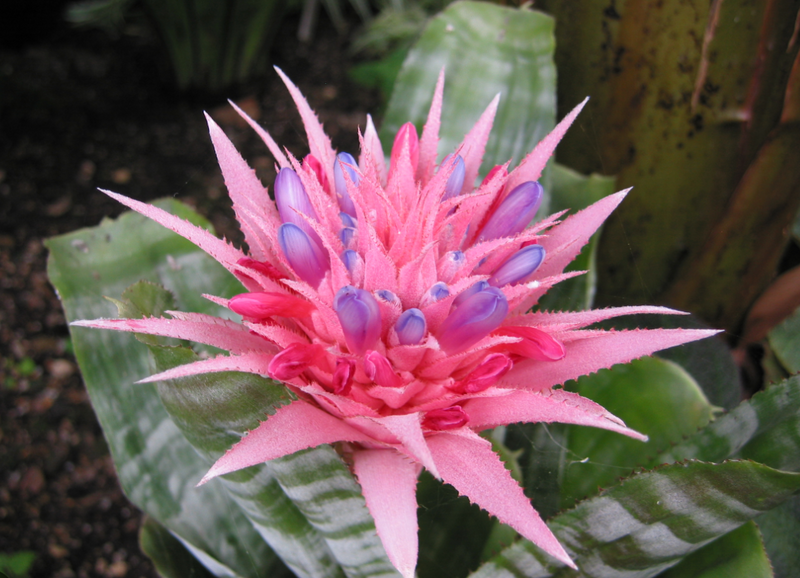Bromeliad Aechmea 7G