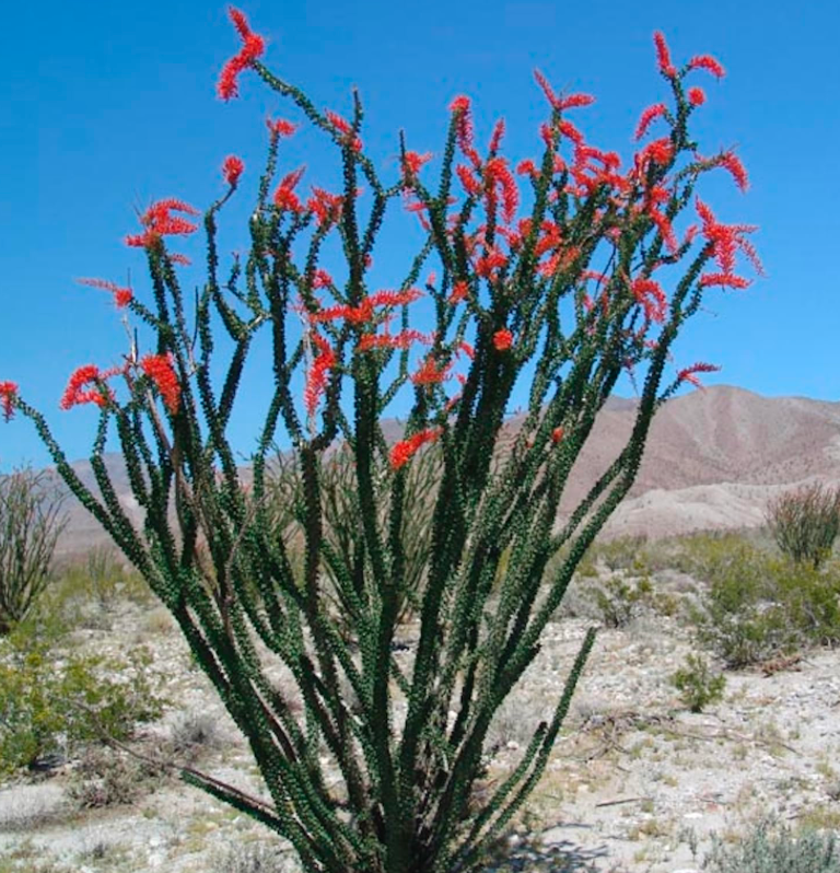 Ocotillo Cactus 25G
