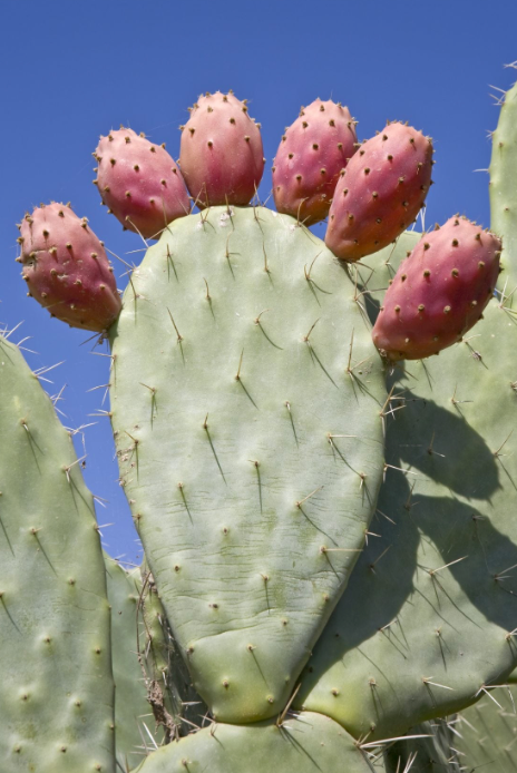 Prickly Pear Cactus 7G
