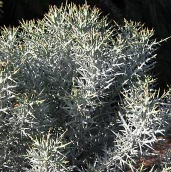 Silver Thicket Cactus 3G