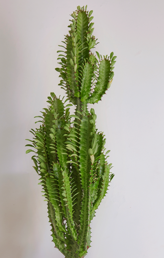 Euphorbia Cactus 7G