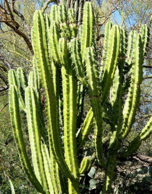 Candelabra Cactus 3G