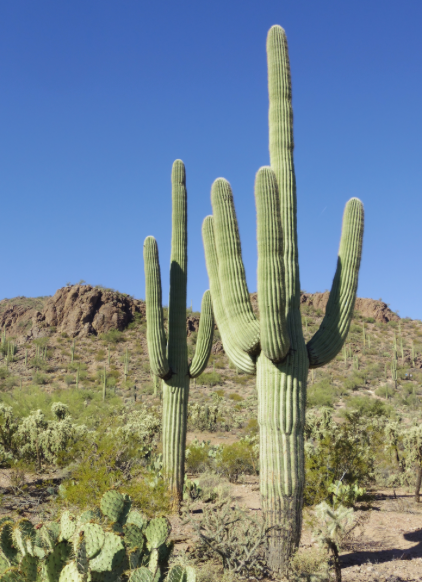 Saguaro Cactus 3G