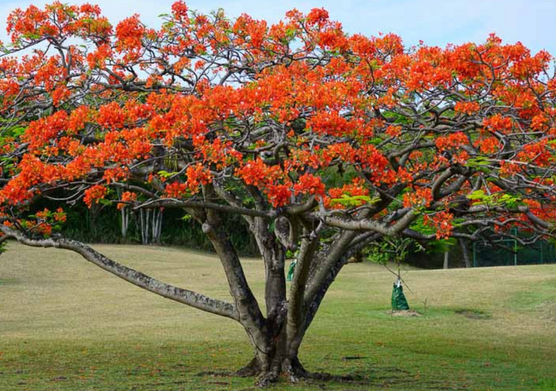 Royal Poinciana  45G