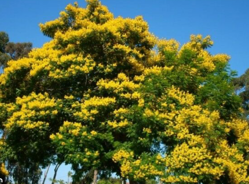 Yellow Poinciana  25G