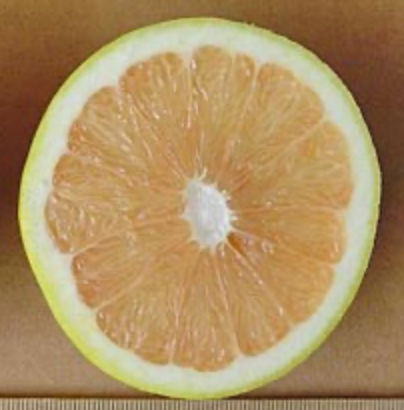 Grapefruit ‘Thompson Pink’ 7G