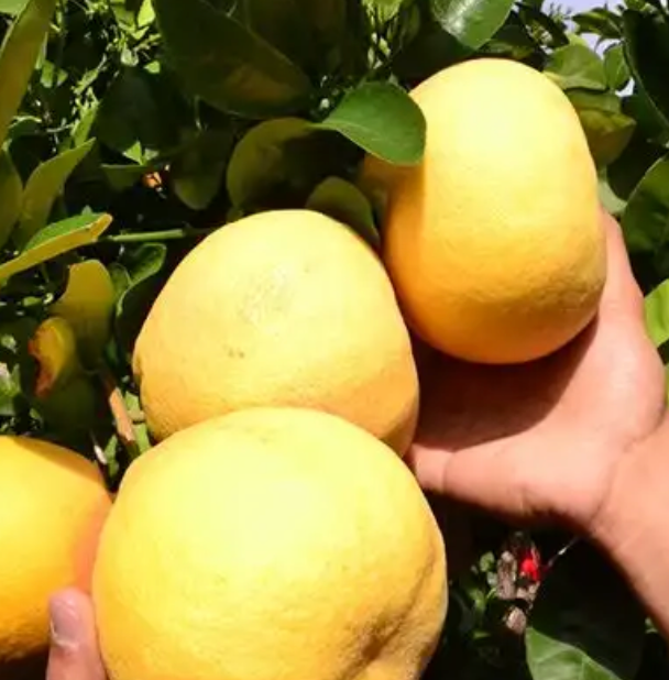 Grapefruit ‘Marsh White’ 7G