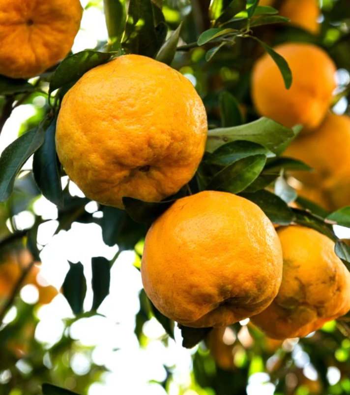 Tangerine ‘Ponkan’ Tree 7G