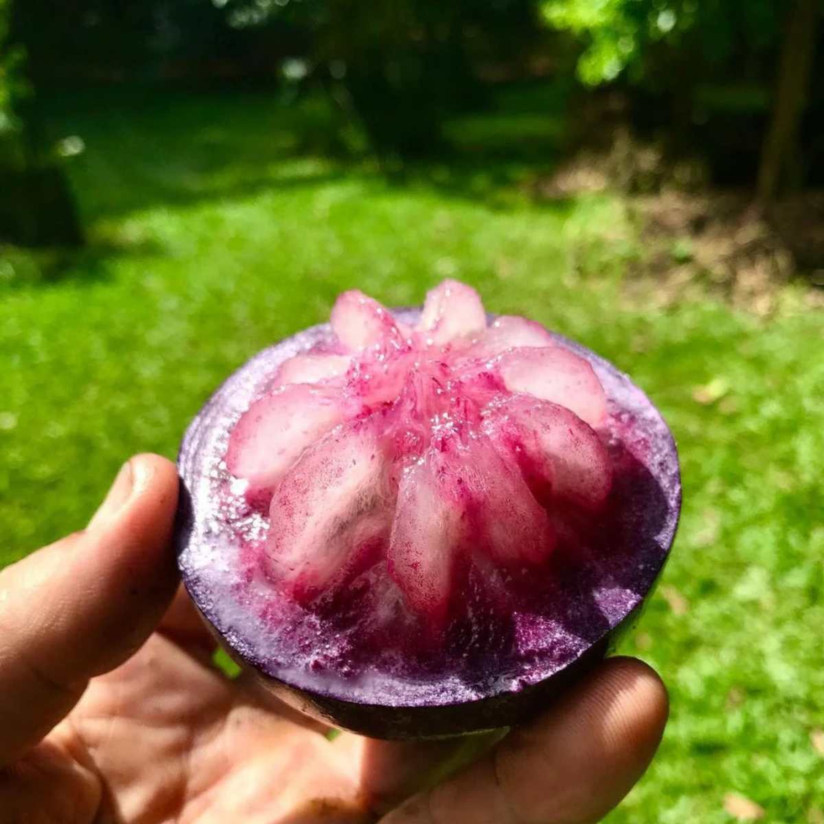 Star Apple ‘Purple’ Tree 25G