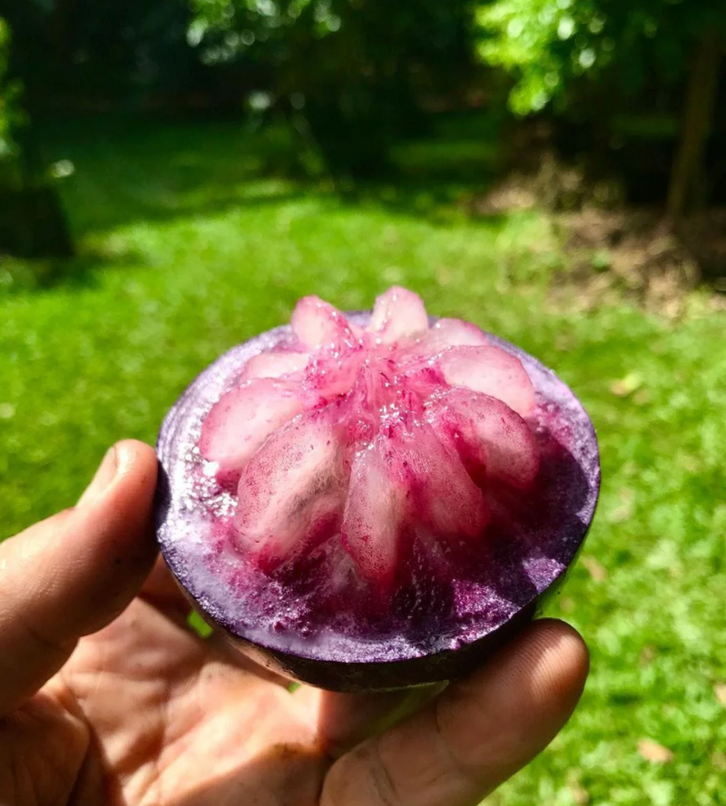 Star Apple ‘Purple’ Tree 25G