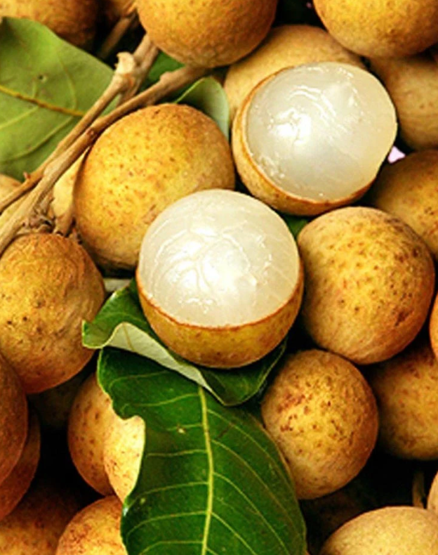 Kohala Longan Tree 3G