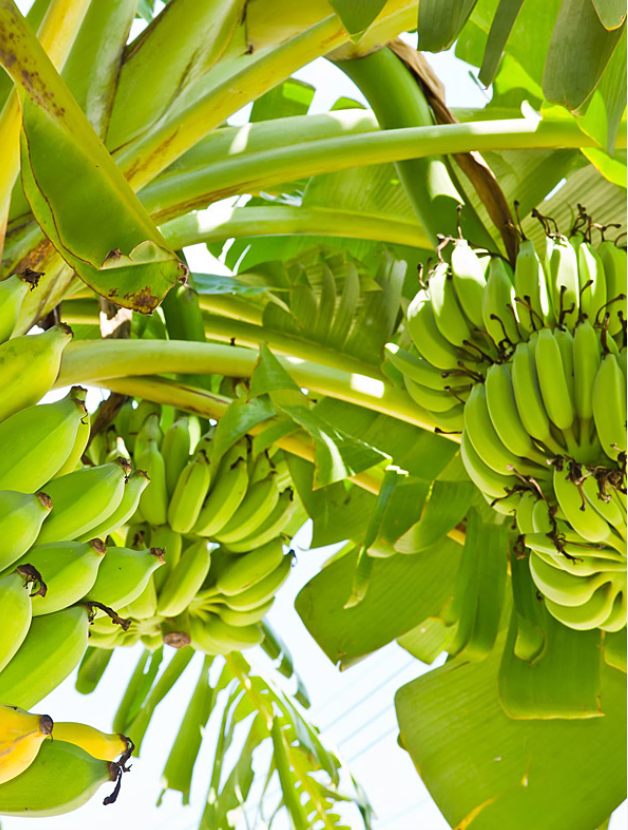 Banana ‘Māhoi’ Tree 25G