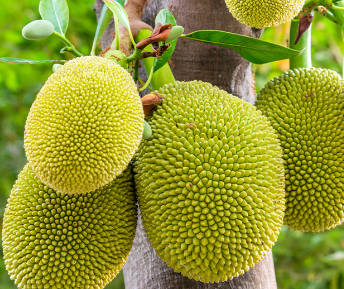 Jackfruit Tree 45G