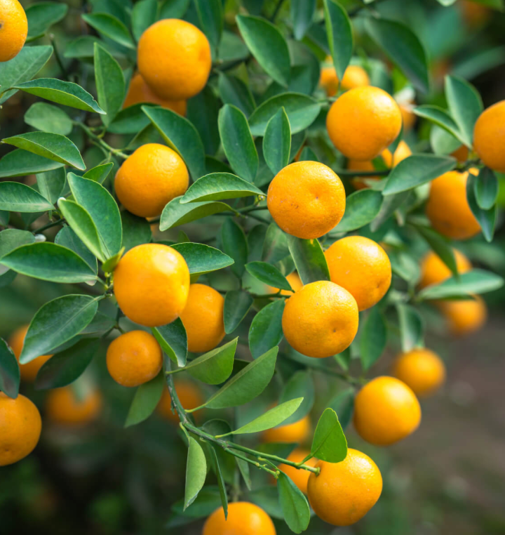 Kumquat ‘Meiwa’ Tree 7G