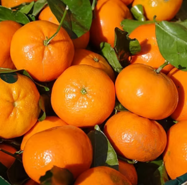 Tangerine ‘Nules Clementine’ Tree 5G