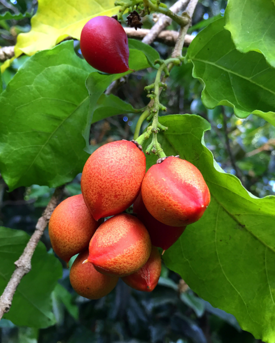 Peanut Butter Fruit Tree 15G