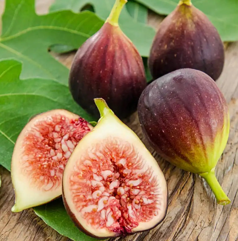 Brown Turkey Fig Tree 7G