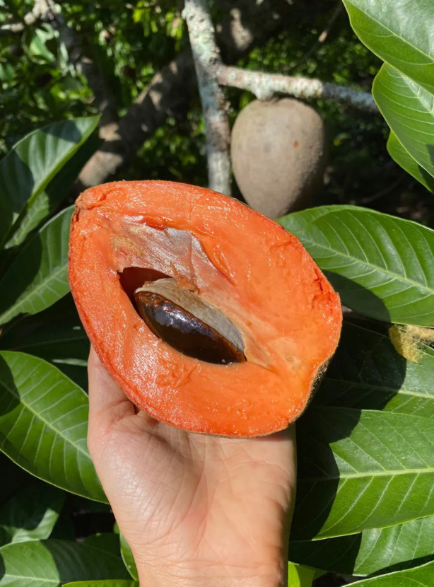 Key West Mamey Sapote Tree 7G