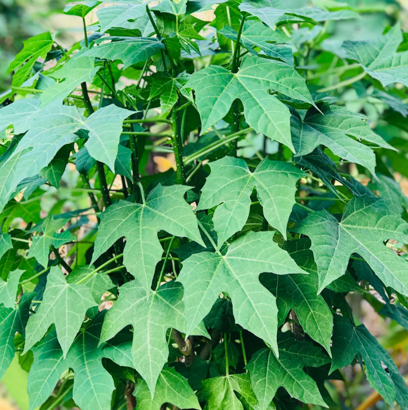 Chaya Spinach (Tree Spinach) 7G