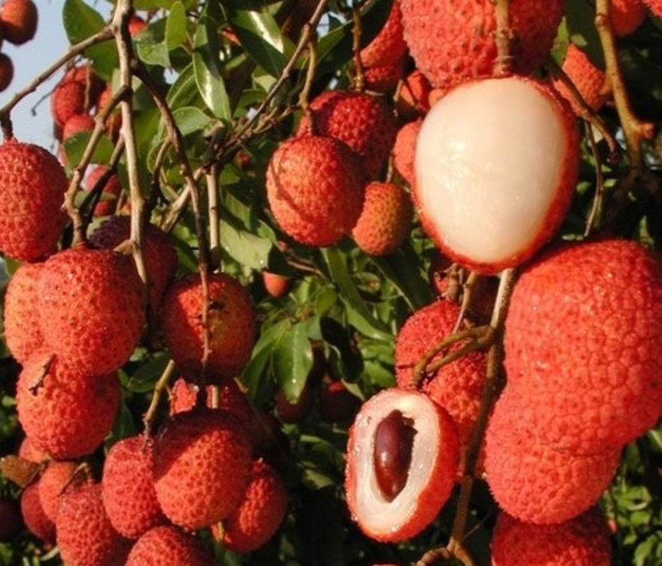 Lychee ‘Mauritius’ Tree 7G