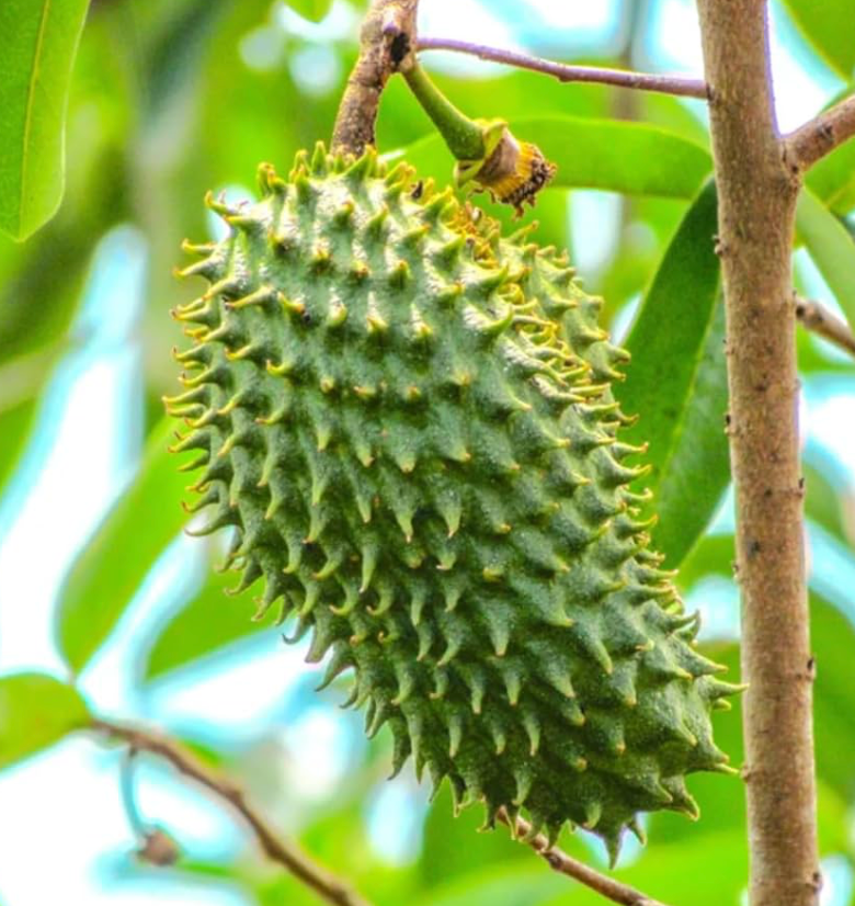 Soursop Tree 7G