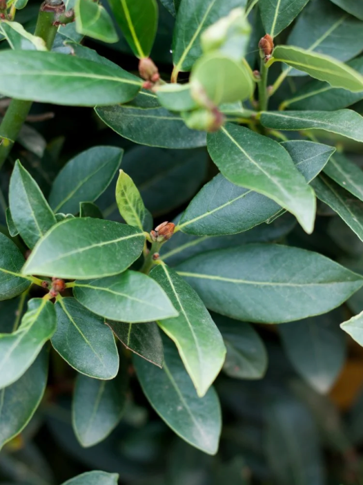 Bay Leaf Tree 15G