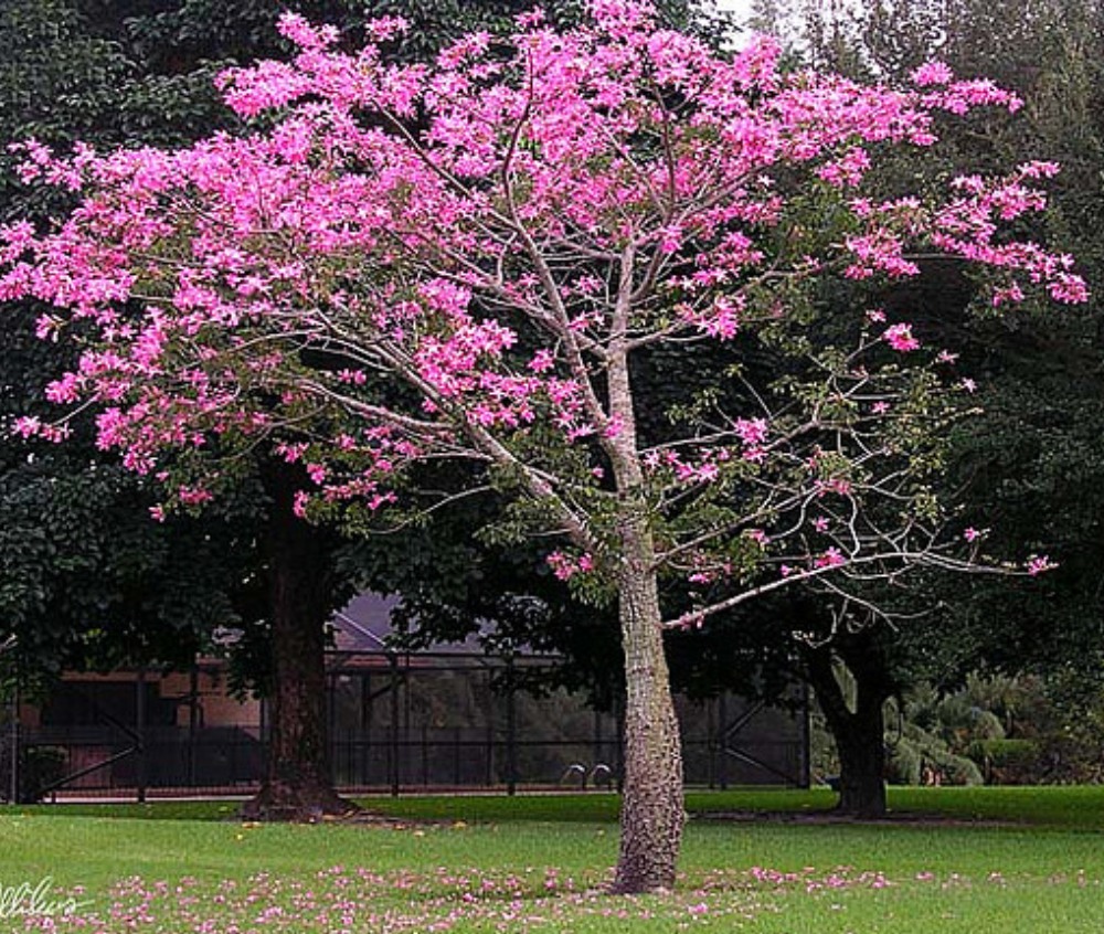 Silk Floss Tree 45G