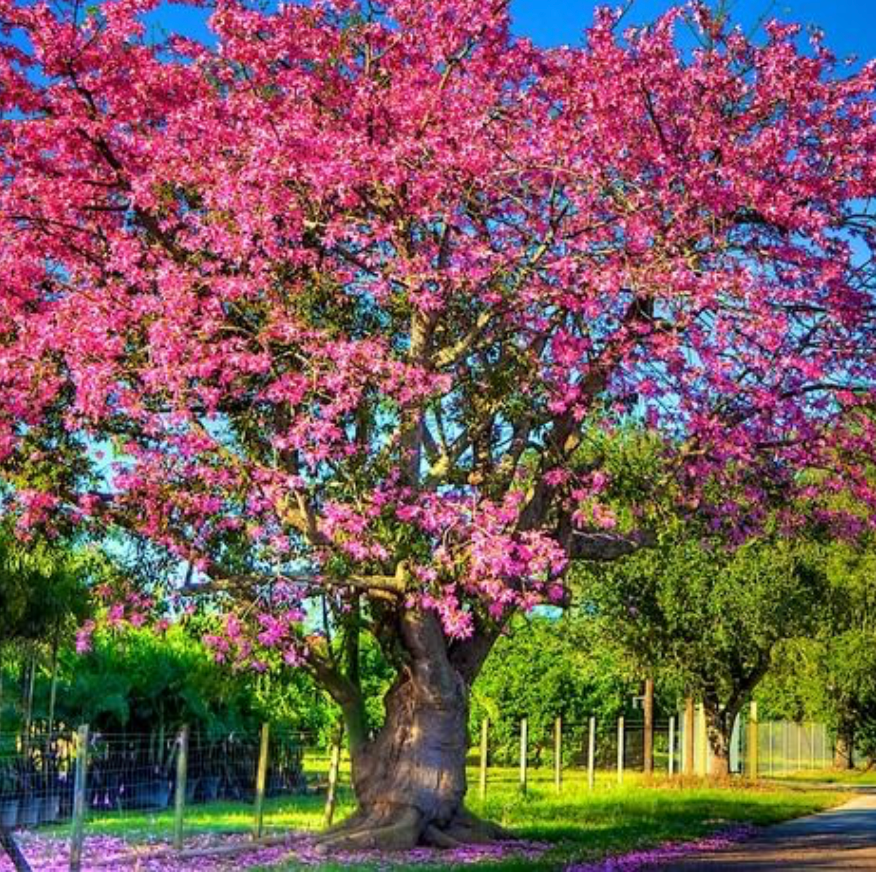 Red Silk Floss Tree 100G