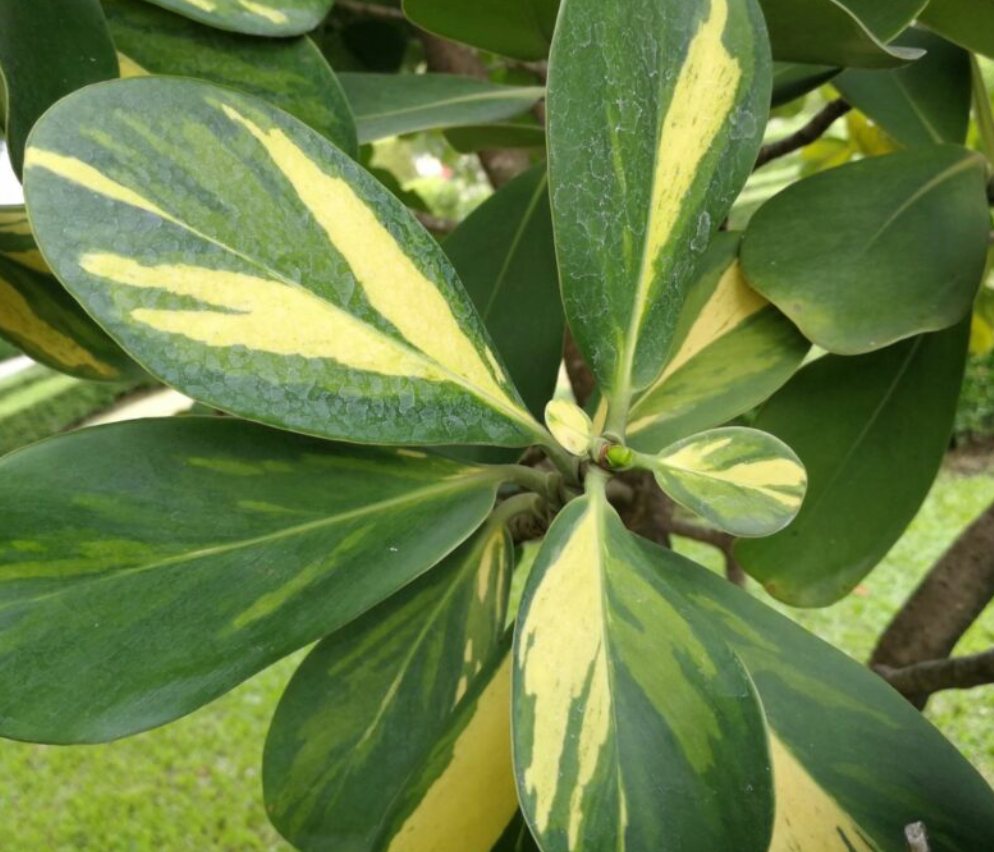 Variegated Clusia 45G