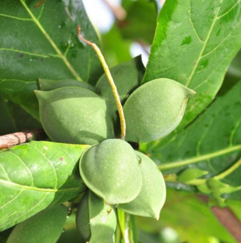 Indian Almond Tree 7G
