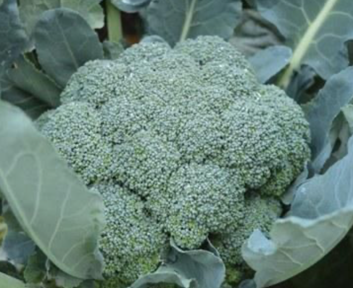 Broccoli (Imperial)
