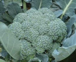 Broccoli (Imperial)