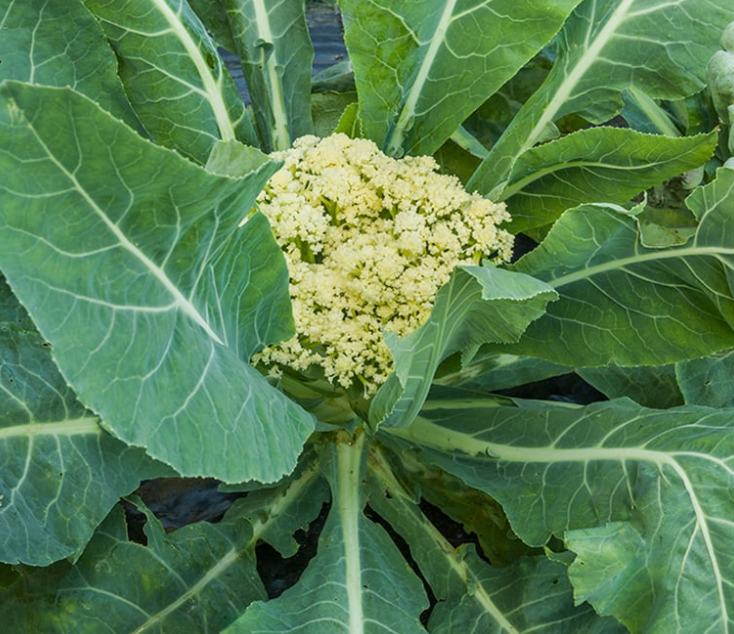 Cauliflower (Fioretto)
