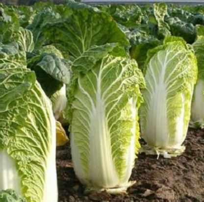 Napa Cabbage