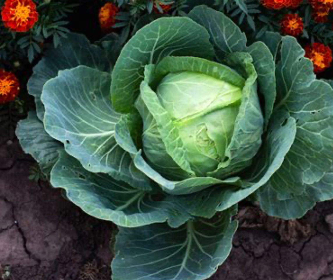 Cabbage
