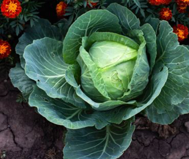 Cabbage