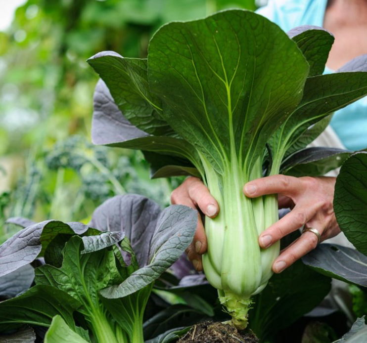 Bok Choi