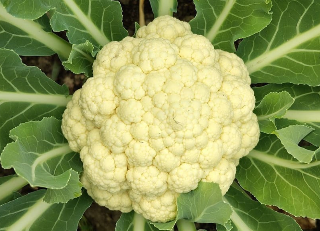 Cauliflower