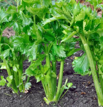 Celery