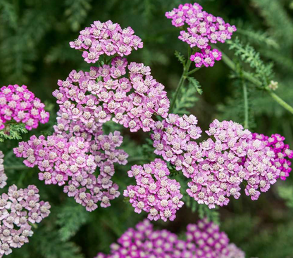 Yarrow