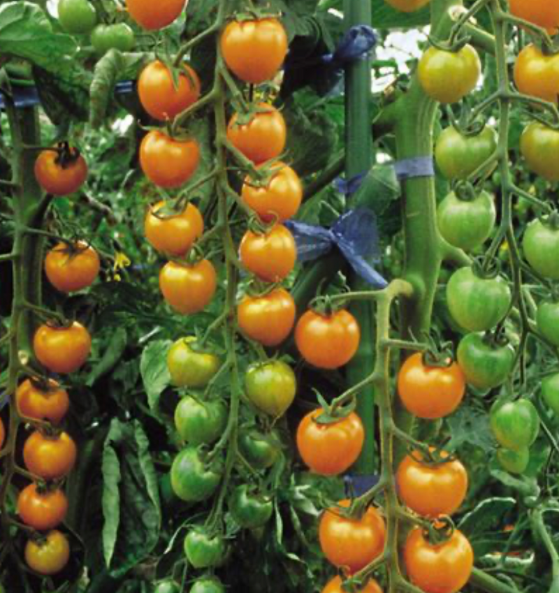 Sun Gold Cherry Tomato