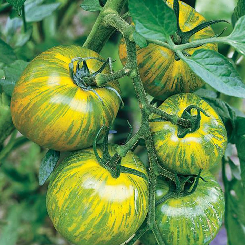 Green Zebra Tomato