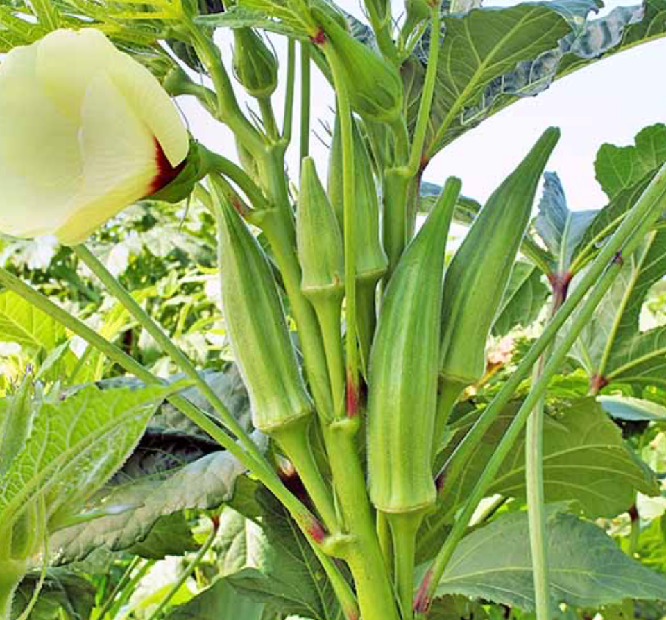 Okra