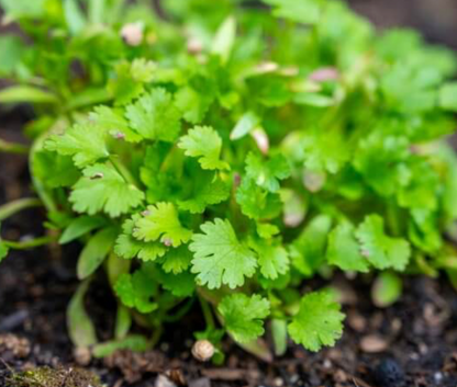 Cilantro