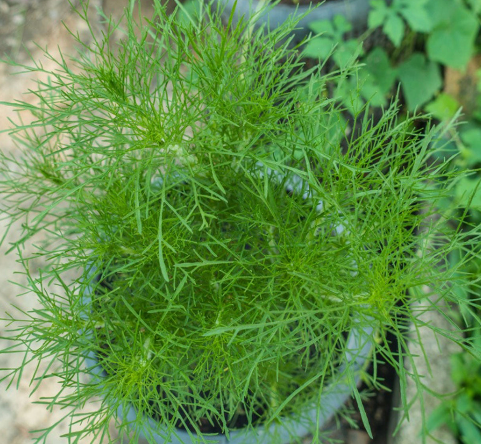 Dill