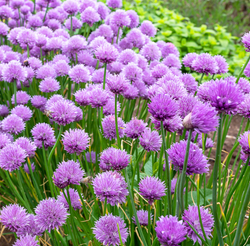Chives