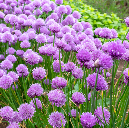 Chives