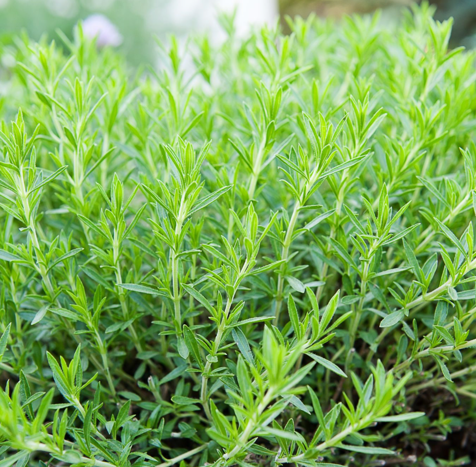 Tarragon