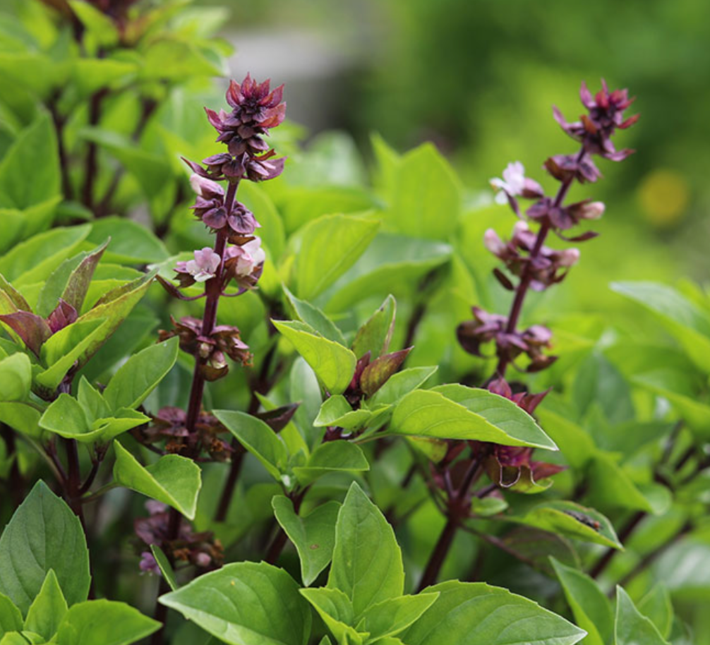 Thai Basil