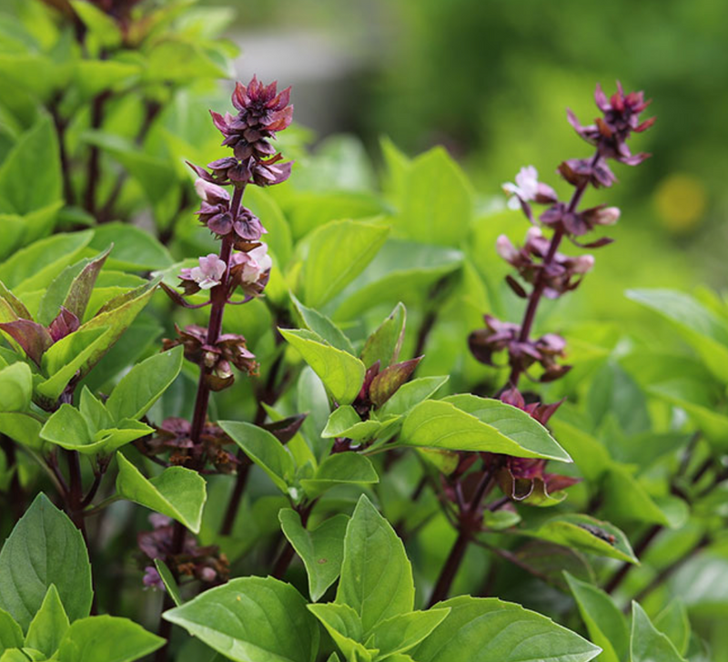 Thai Basil